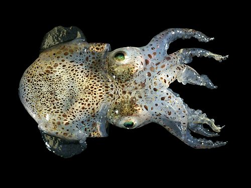 Bobtail squid